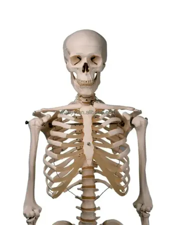 Модель скелета Stan на 5-Рожковой