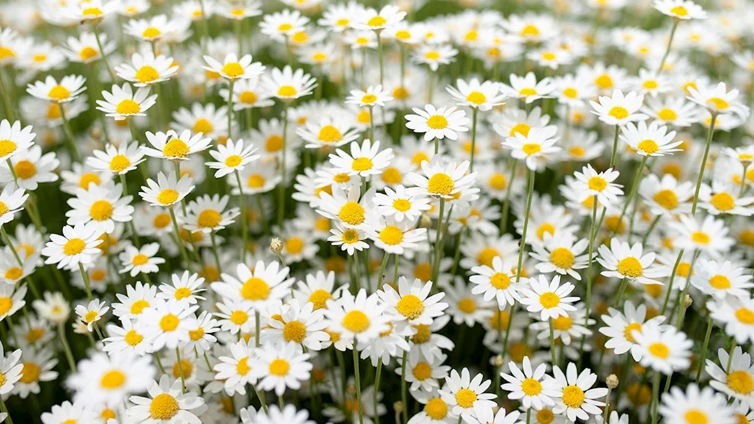 Мойчечак Гули