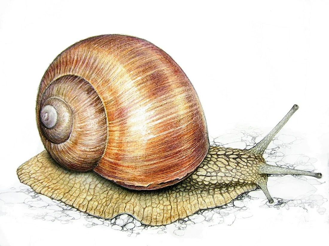 Моллюски Виноградная улитка
