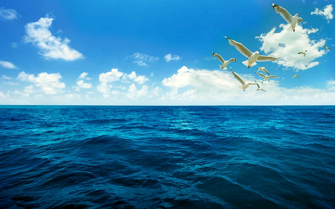 Море Чайки