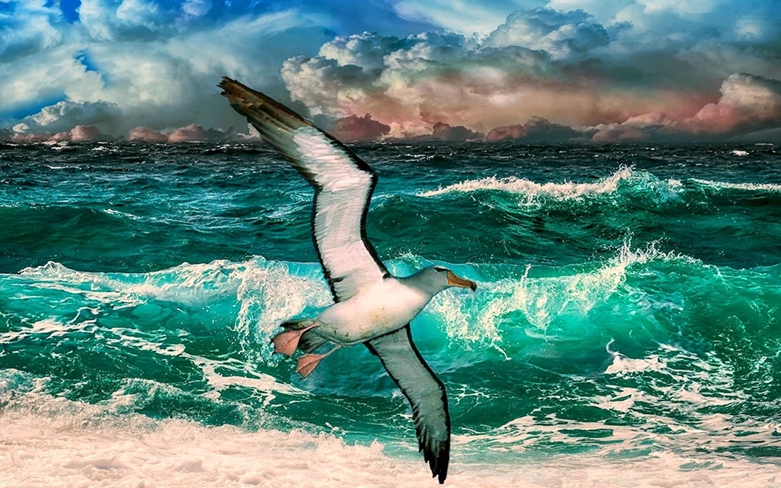 Море Чайки