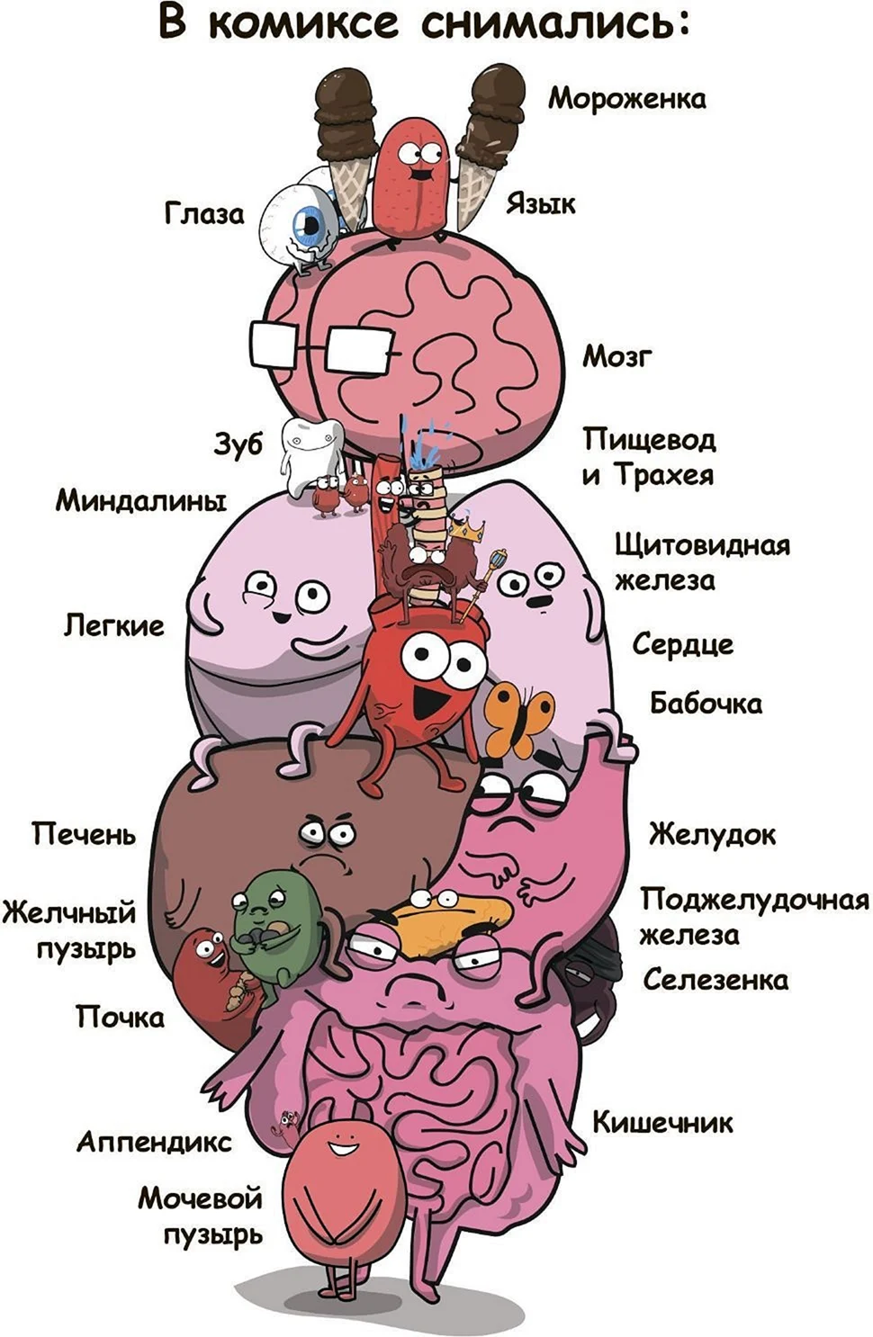 Мозг и сердце