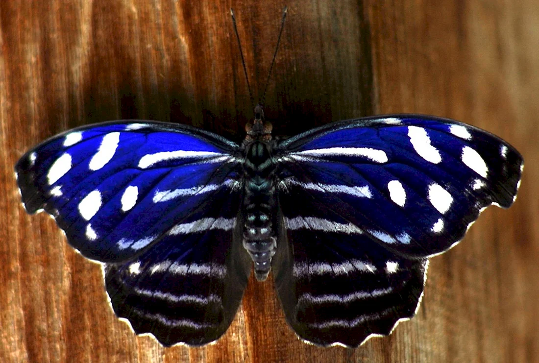 Myscelia Cyaniris