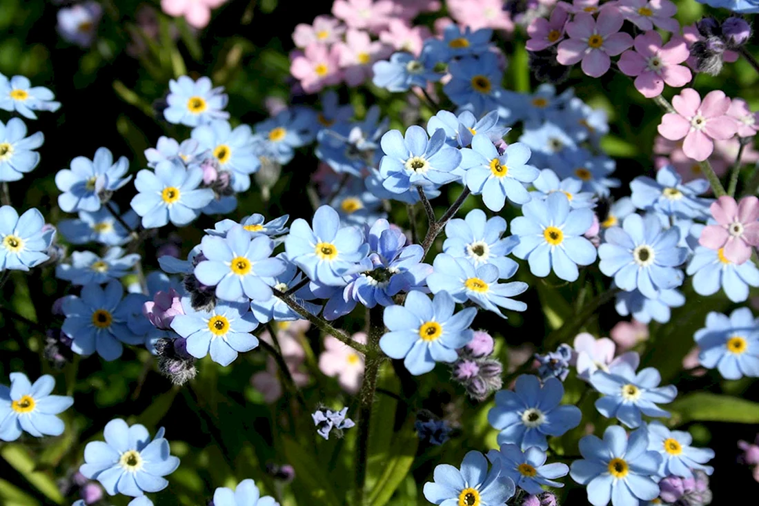 Незабудка Альпийская Myosotis alpestris