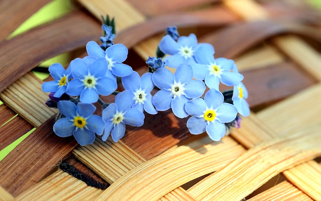 Незабудка Myosotis Myomark