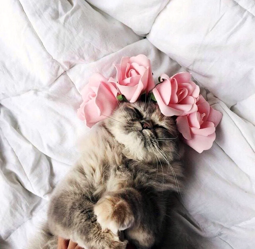 Нежная кошка