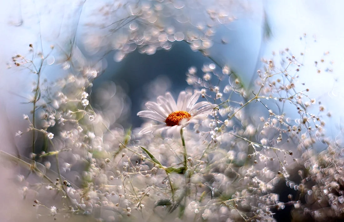 Нежность природа