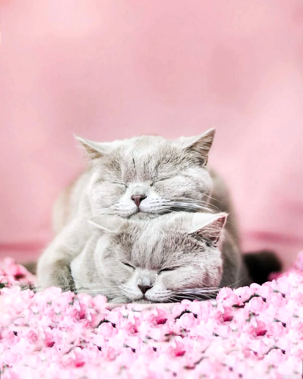 Нежные котята