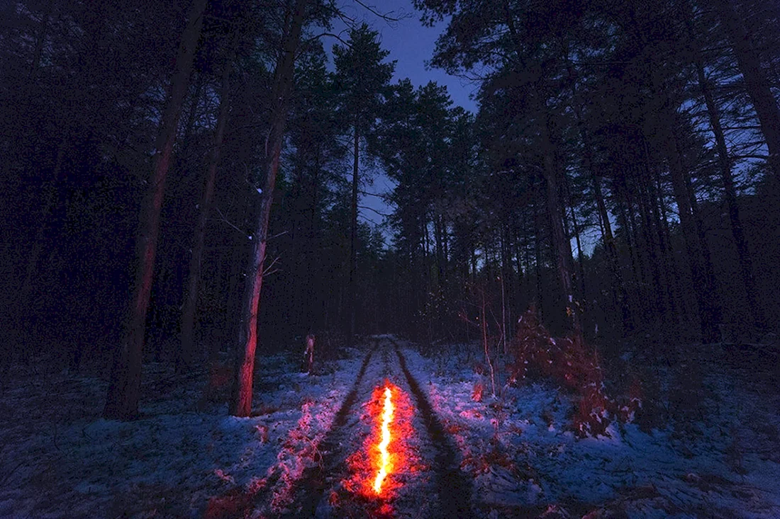 Ночной лес
