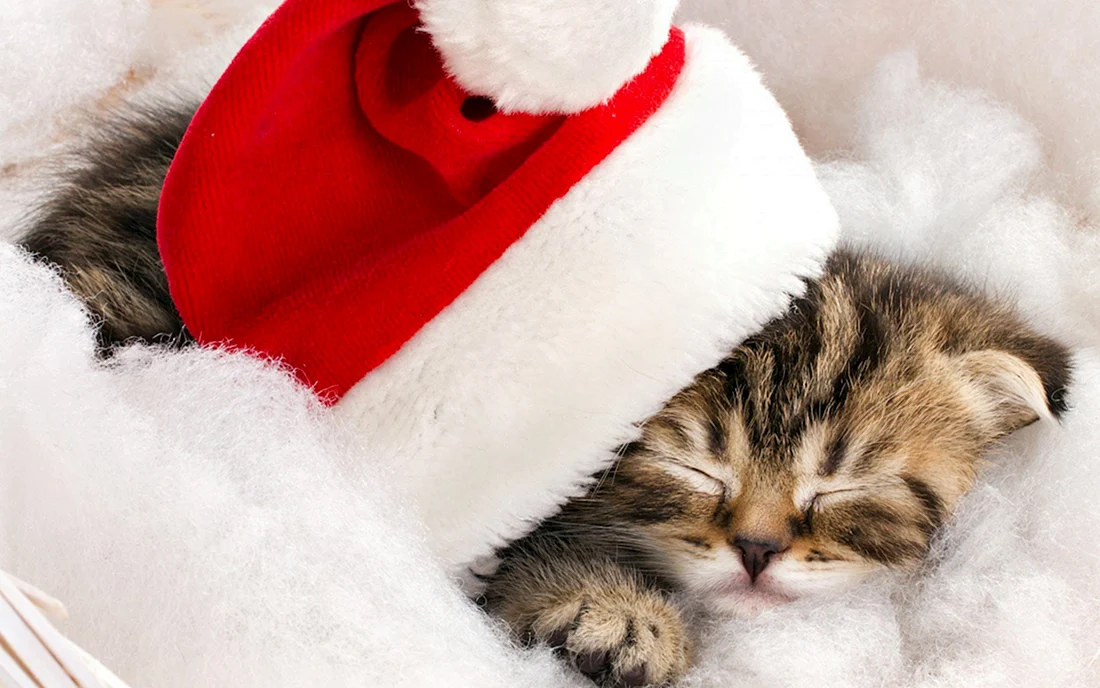 Новогодние котята