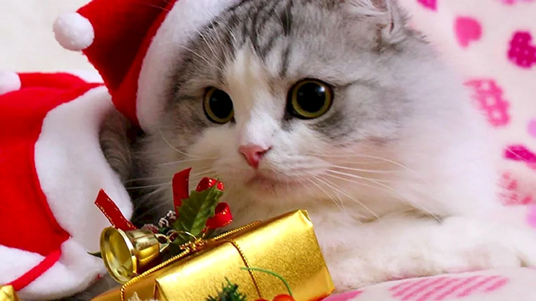 Новогодние котята