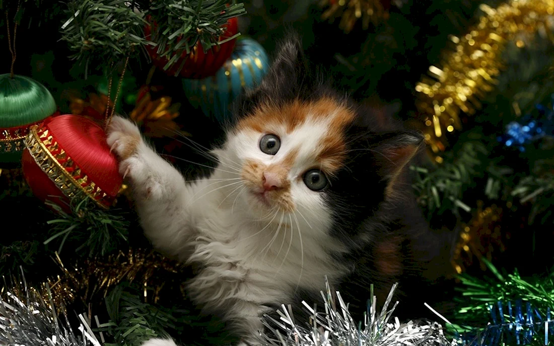 Новогодние котята