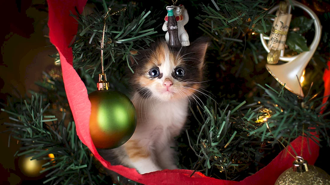 Новогодние котята