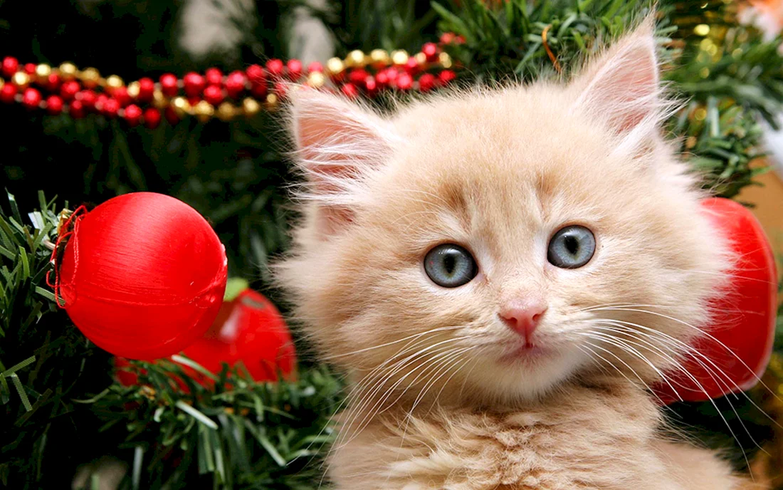 Новогодние котята