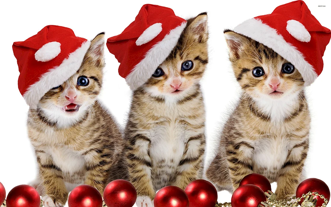 Новогодние котята