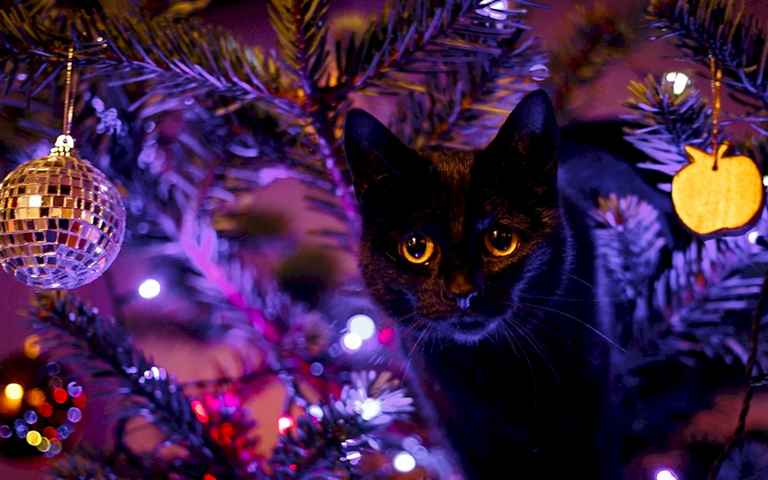 Новогодние коты