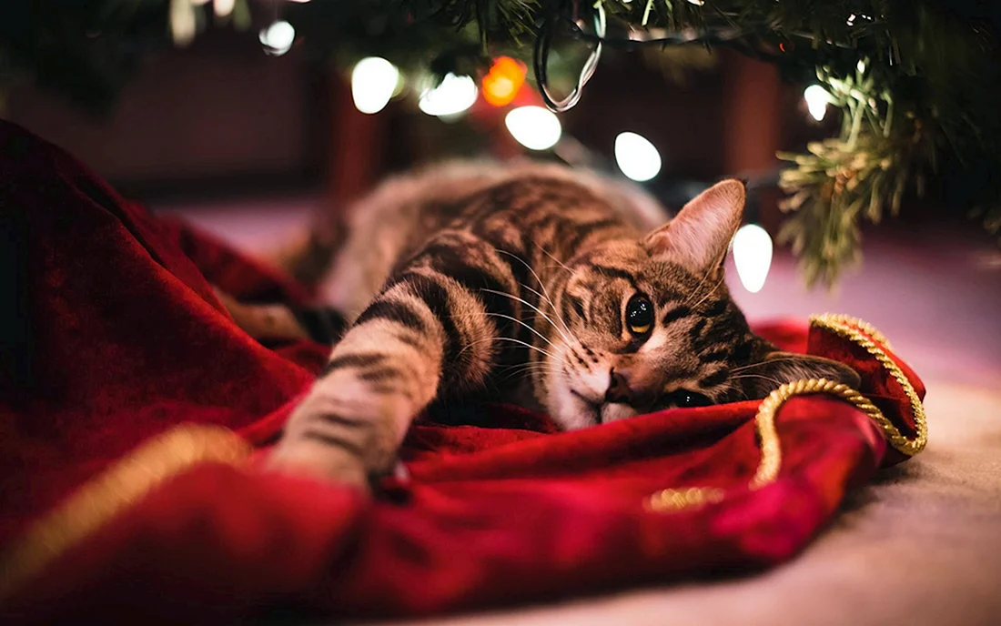 Новогодние коты