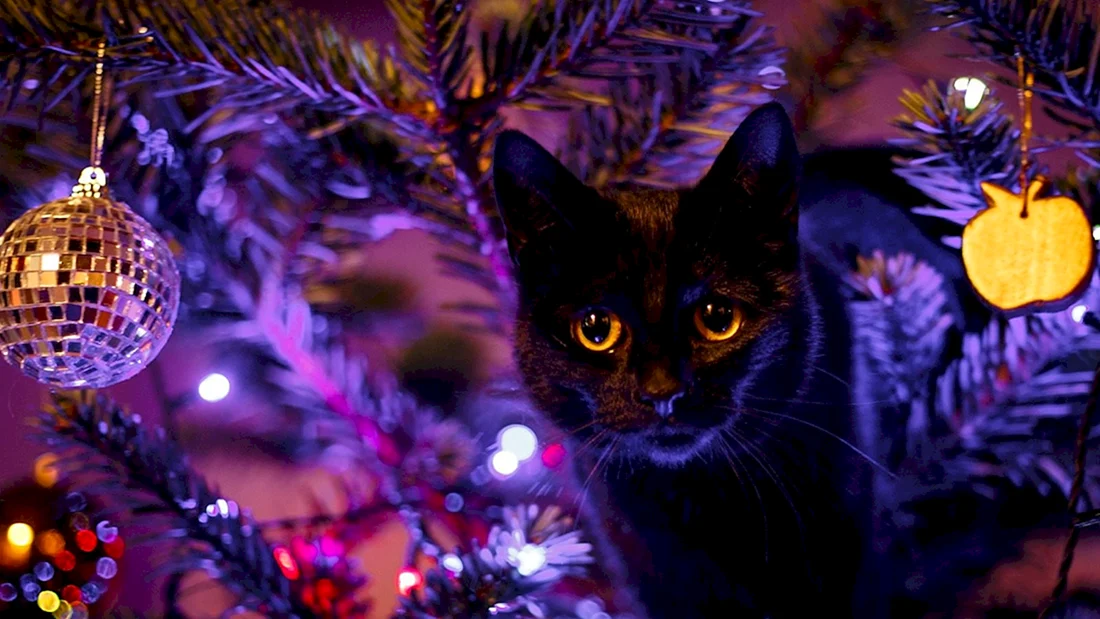 Новогодние коты