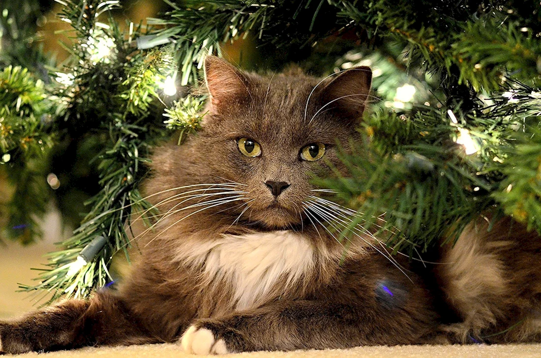 Новогодние коты