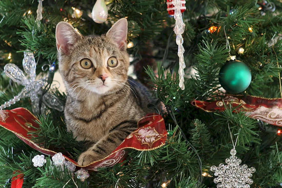 Новогодние коты