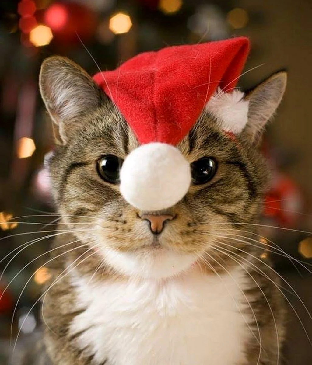 Новогодний кот