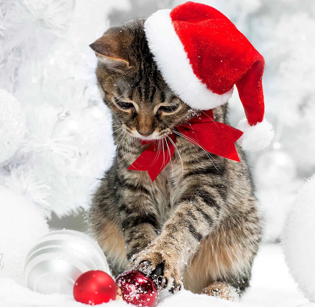 Новогодний кот