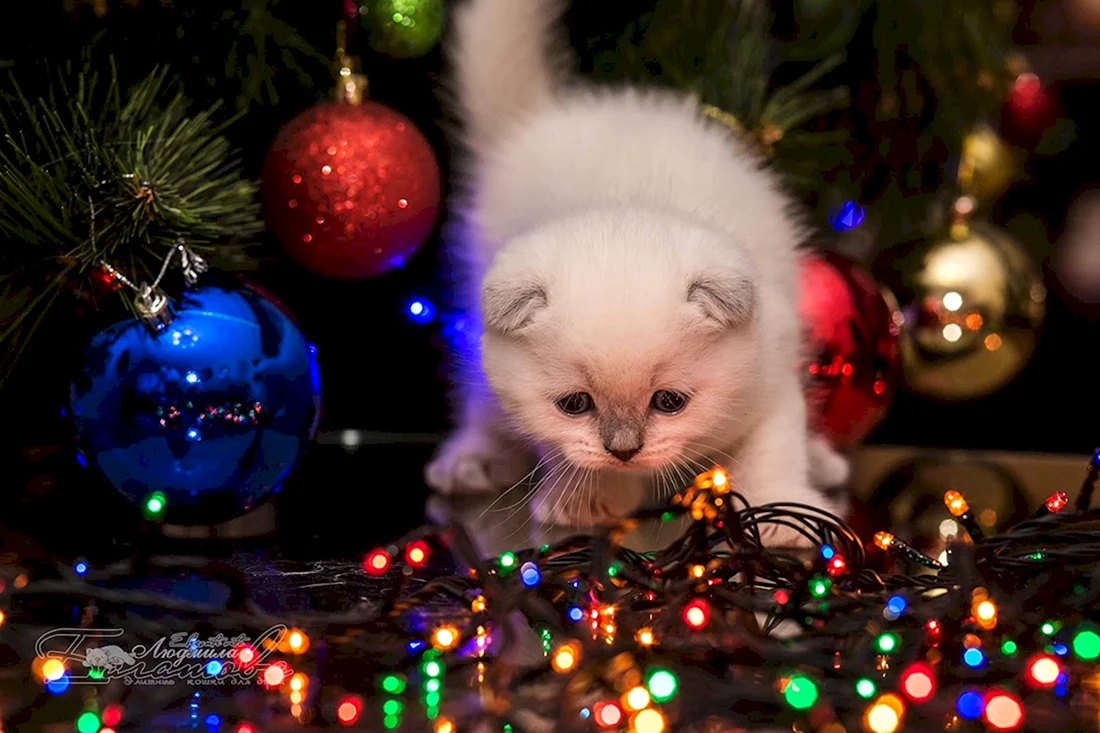 Новогодний кот