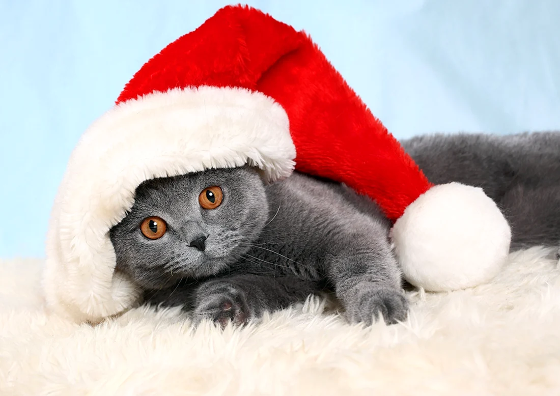 Новогодний кот