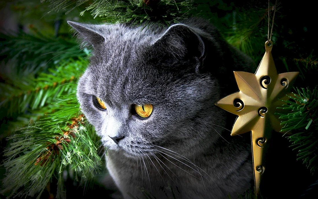 Новогодний кот