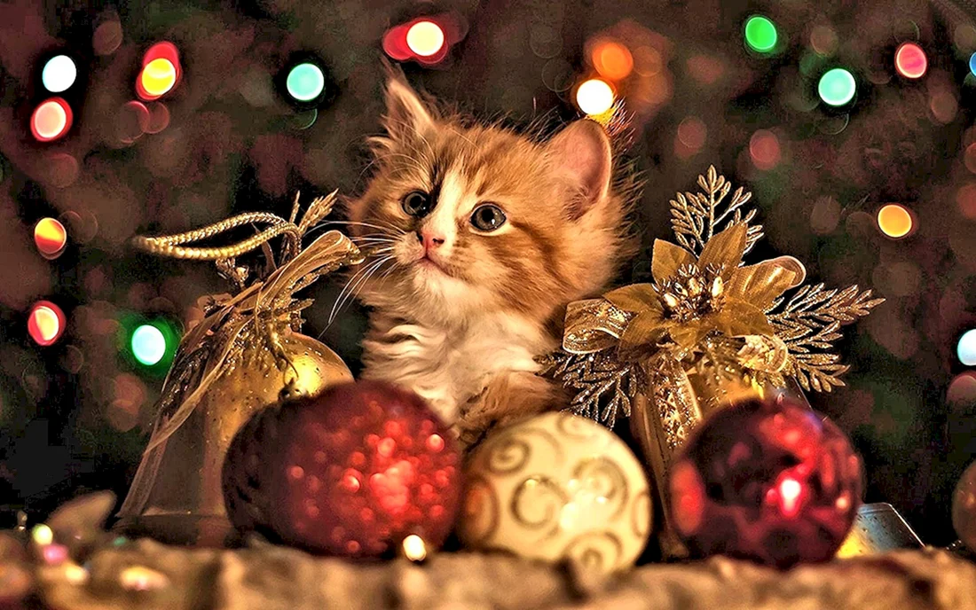 Новогодний кот