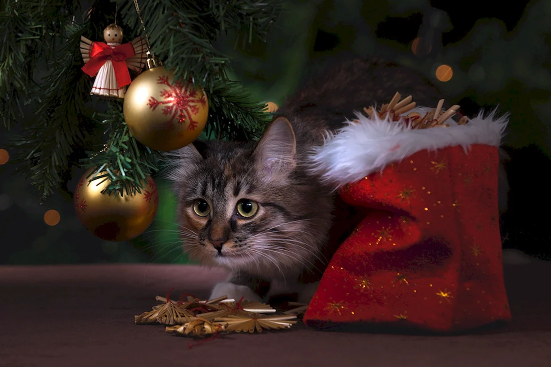 Новогодний кот