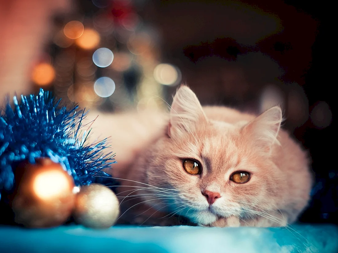 Новогодний кот