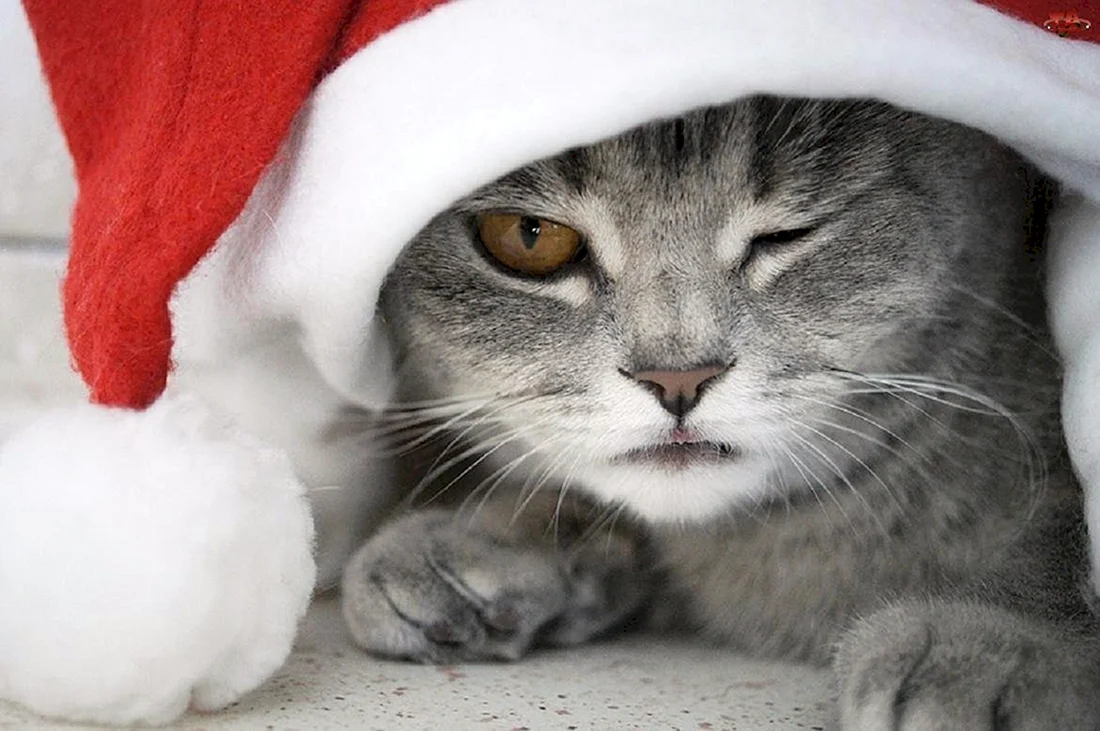 Новогодний кот