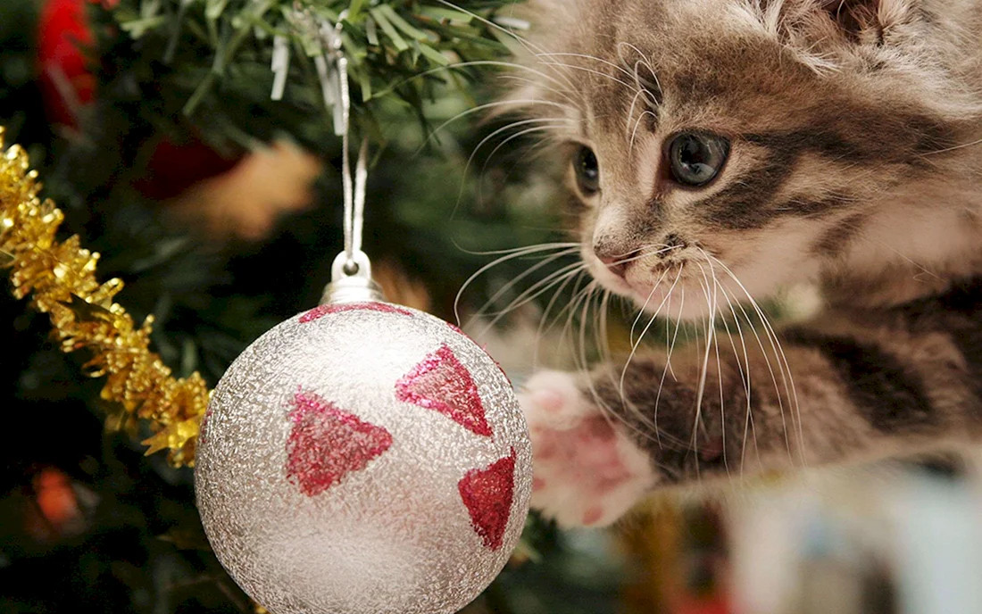 Новогодний котик