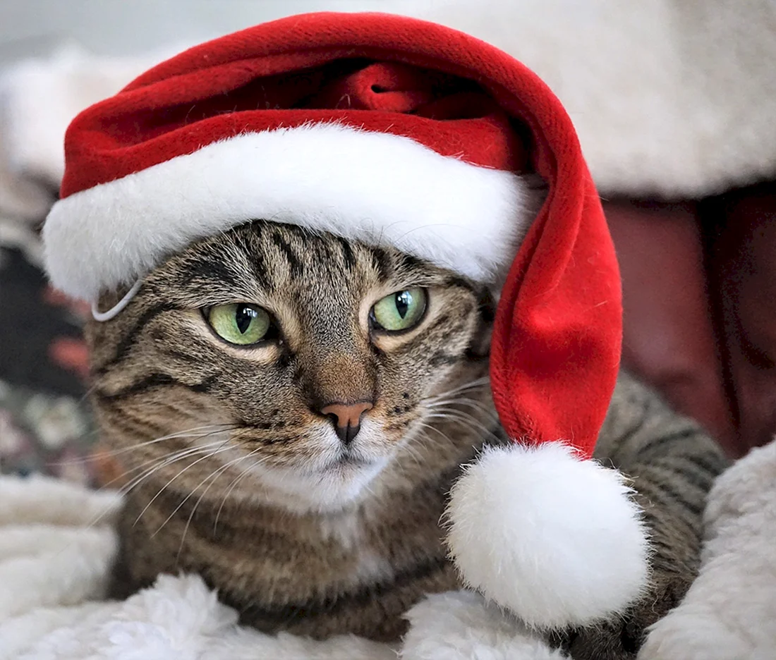 Новогодний котик
