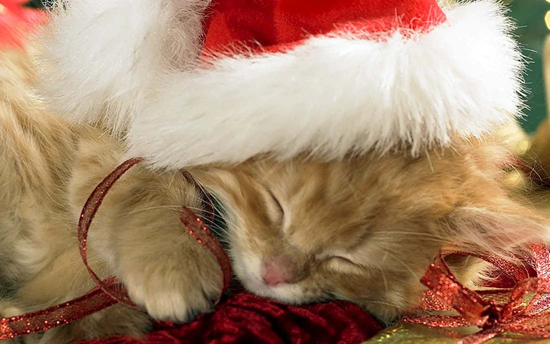 Новогодний котик
