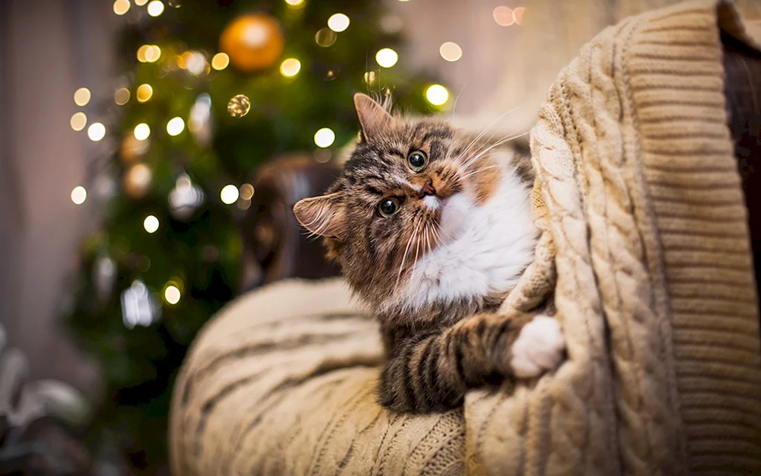 Новогодний котик