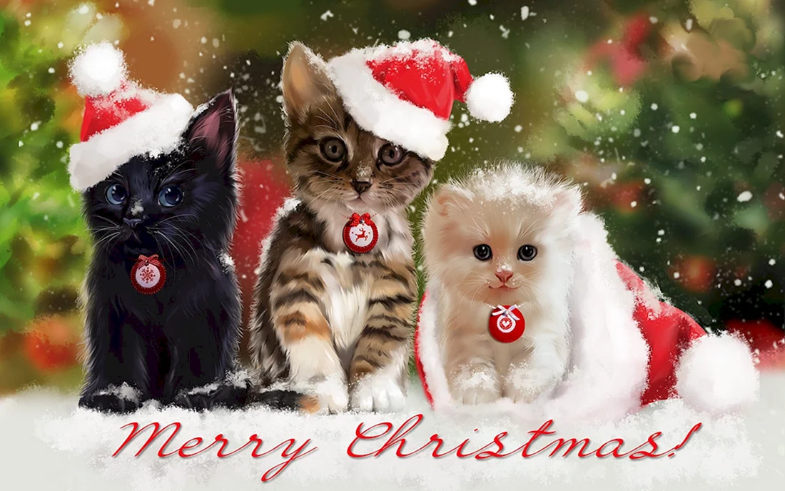 Новогодний котик
