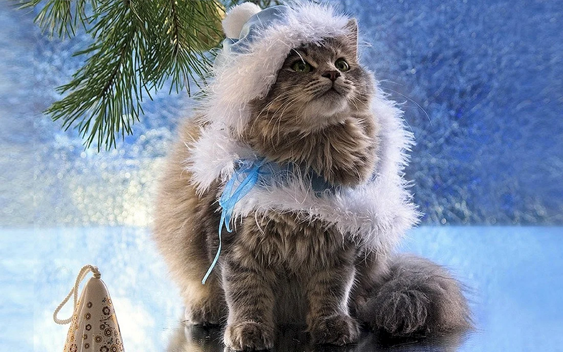 Новогодний котик