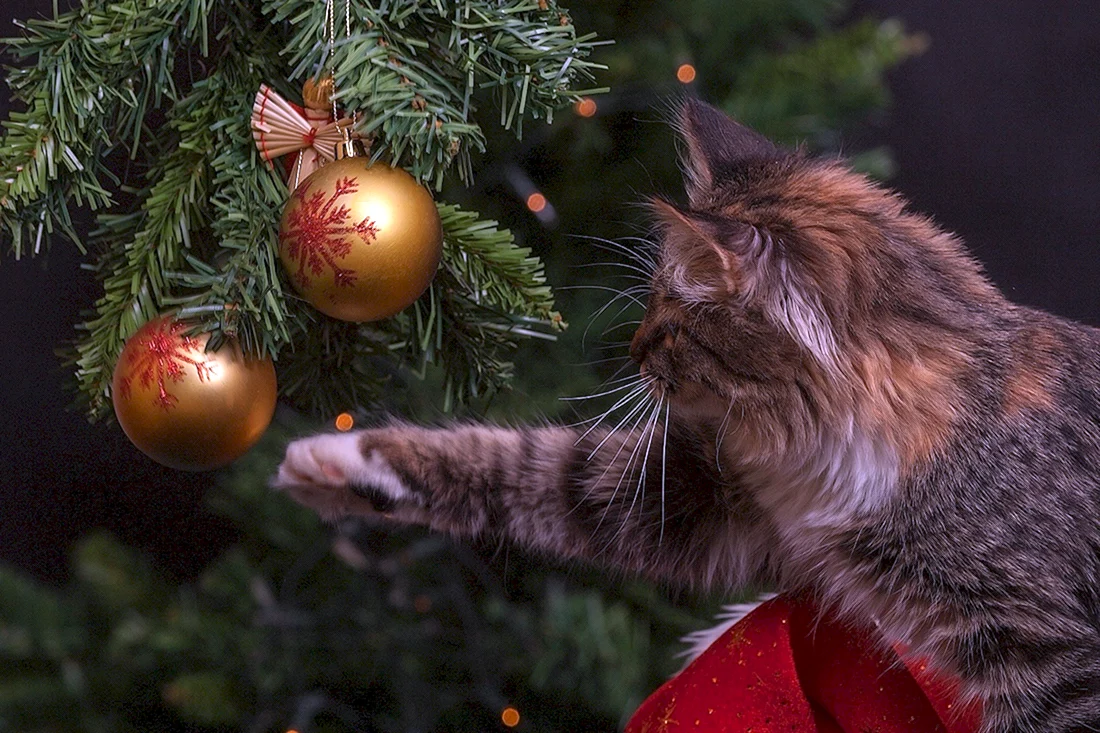 Новогодний котик