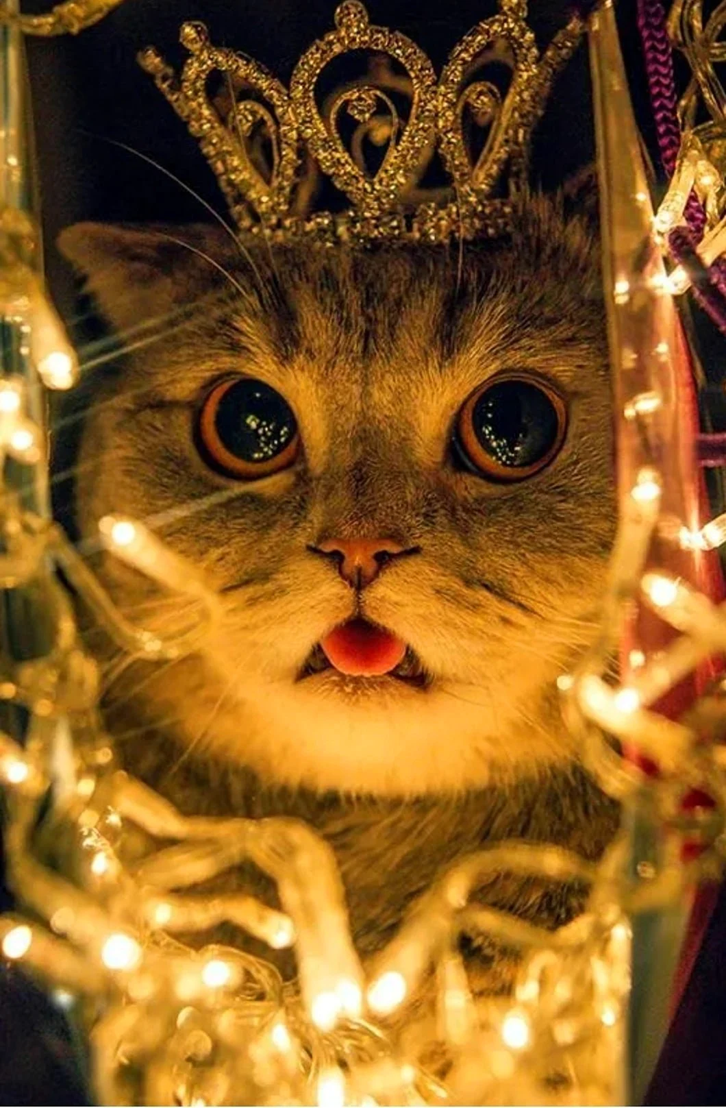 Новогодний котик