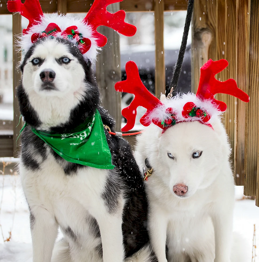 Новогодний щенок