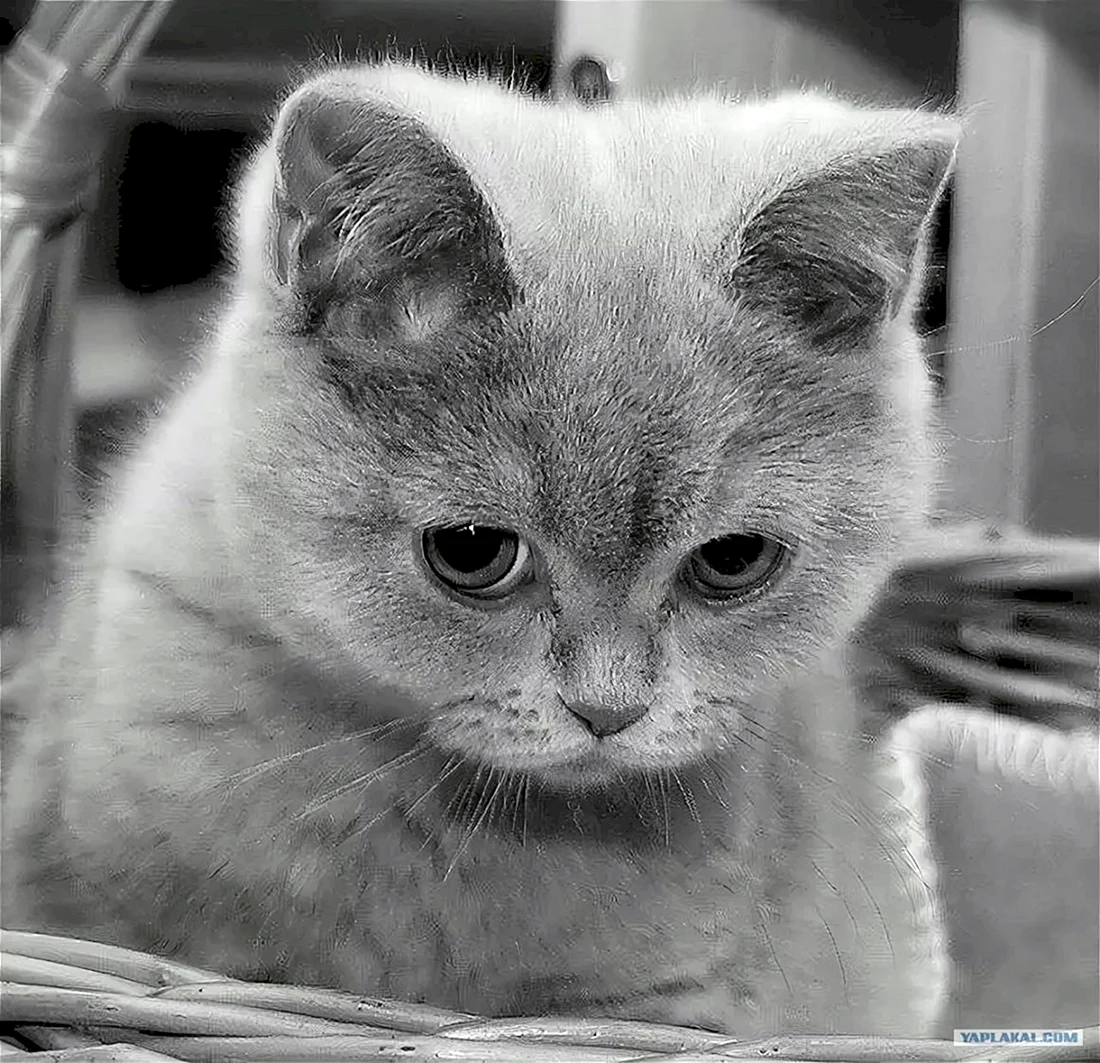 Обиженный котик