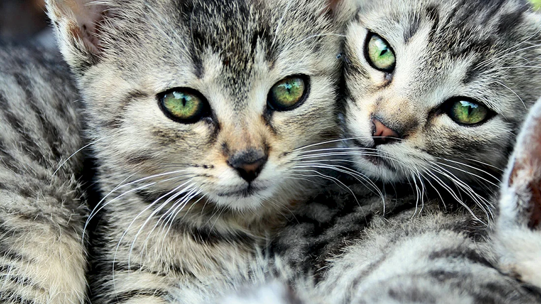 Обои с котятами