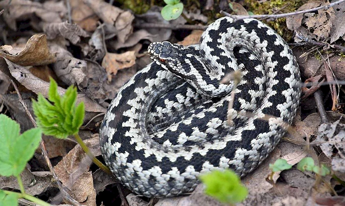 Обыкновенная гадюка - Vipera berus Linnaeus 1758
