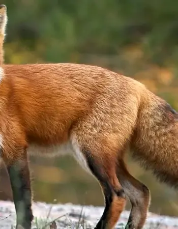 Обыкновенная лисица Vulpes Vulpes