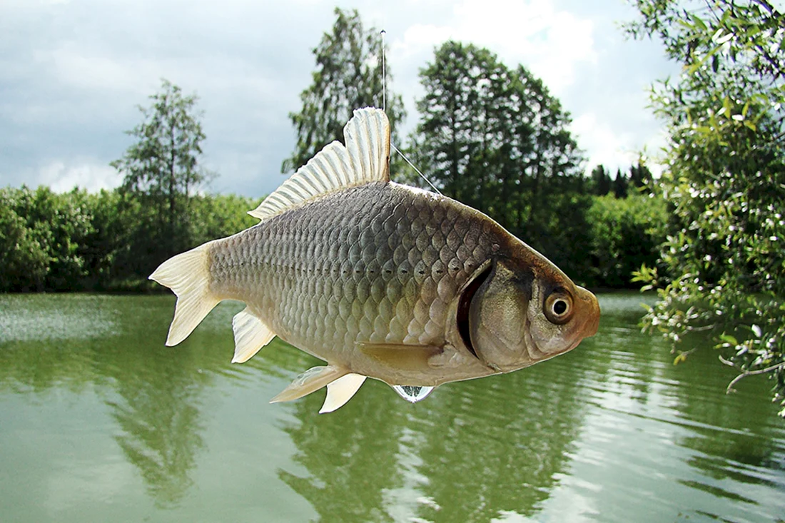 Обыкновенный карась Carassius Carassius l.