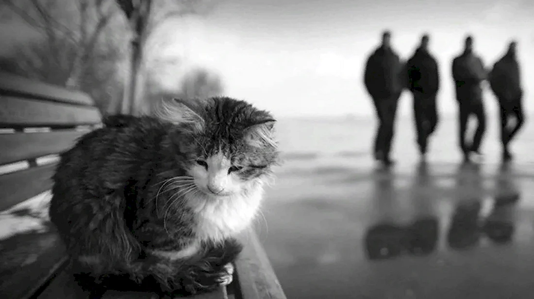 Одинокий кот