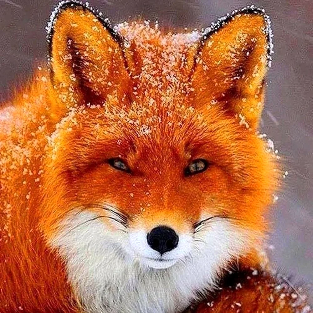 Огненно-Янтарный Лисенок Вячеслав