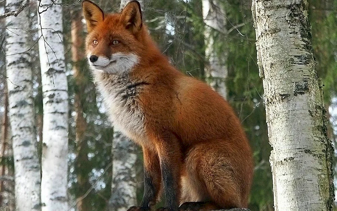 Огнёвка Вятская лиса